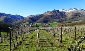 Le Txakoli : le vin emblématique du Pays Basque Espagnol